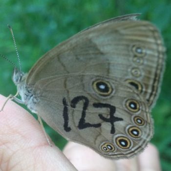 marked butterfly